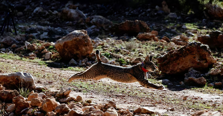 Meio Ambiente: Espécie de lince europeu se recupera da beira da extinção