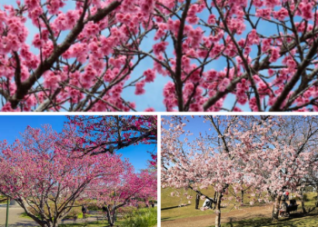 Turismo: Temporada das cerejeiras encanta turistas em diversas regiões do Brasil
