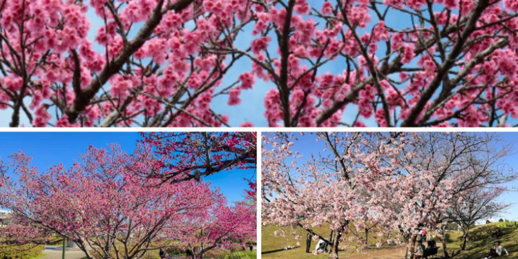 Turismo: Temporada das cerejeiras encanta turistas em diversas regiões do Brasil