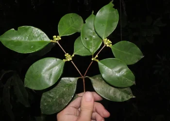 Rio: Pesquisadores do Jardim Botânico descobrem árvore rara