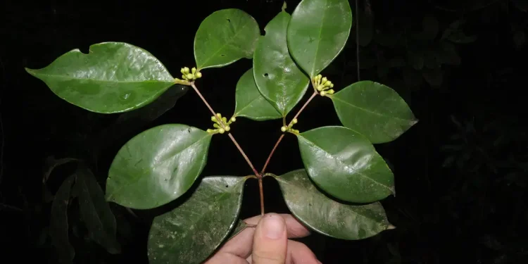 Rio: Pesquisadores do Jardim Botânico descobrem árvore rara