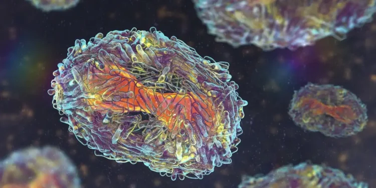 Mpox: Sintomas da doença e o que fazer em caso de suspeita