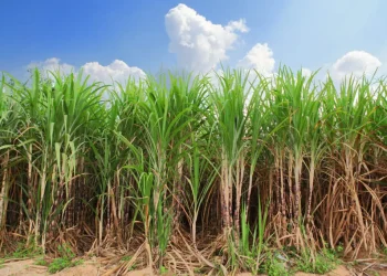 ES: Beneficiadores de cana-de-açúcar arrendam matéria-prima garantindo produção o ano inteiro