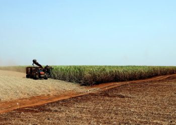 Agro: Estudo indica bioinsumo como solução sustentável na produção alimentar