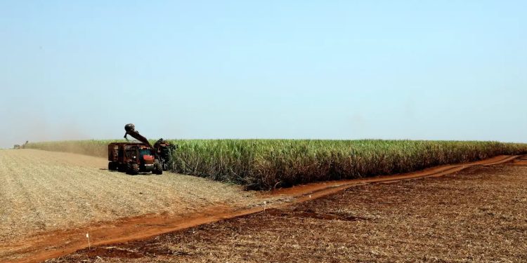 Agro: Estudo indica bioinsumo como solução sustentável na produção alimentar