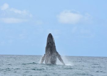 Guarapari: Temporada de observação das baleias Jubarte segue até outubro