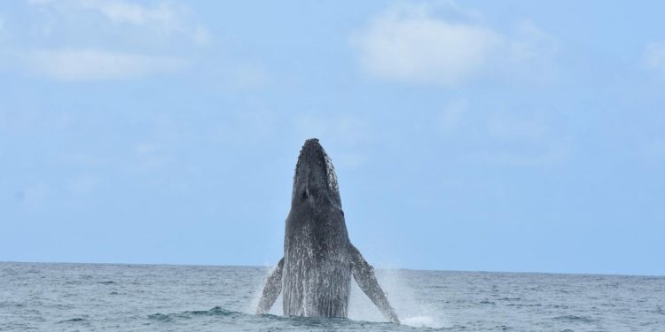 Guarapari: Temporada de observação das baleias Jubarte segue até outubro
