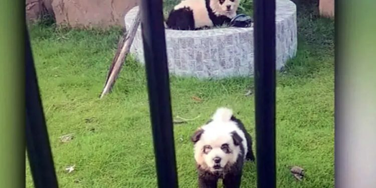 China: Zoológico atrai visitantes com “cachorros panda”