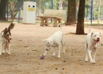 Justiça: Cachorro terá direito a pensão alimentícia para tratar doença