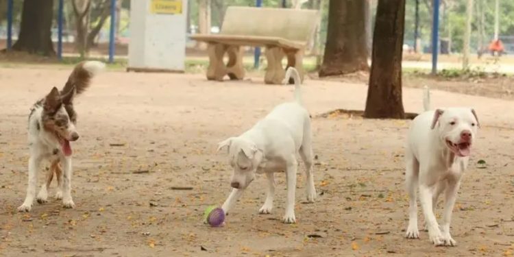 Justiça: Cachorro terá direito a pensão alimentícia para tratar doença