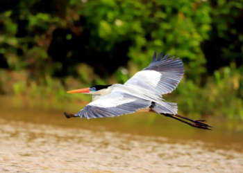 Turismo: Observação de pássaros atrai visitantes por todo o Brasil