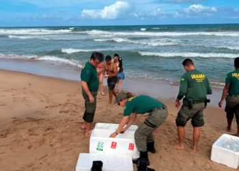 Salvador: Ibama apreende corais exóticos, cocares e dezenas de animais silvestres