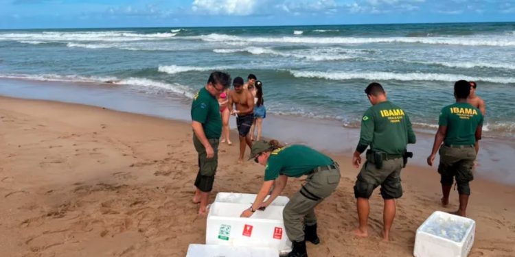 Salvador: Ibama apreende corais exóticos, cocares e dezenas de animais silvestres