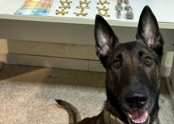 “Lobo”: 10º BPM recebe o novo Cão Policial do K9