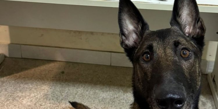 “Lobo”: 10º BPM recebe o novo Cão Policial do K9