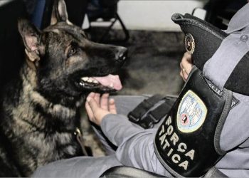 K9: Morre o cão policial “Mike”