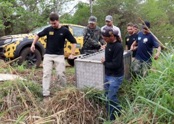 Pantanal: Onça-pintada resgatada de incêndio se recupera e volta à mata