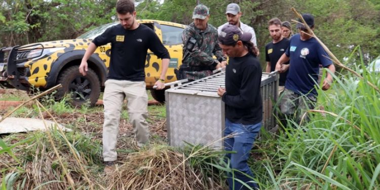 Pantanal: Onça-pintada resgatada de incêndio se recupera e volta à mata