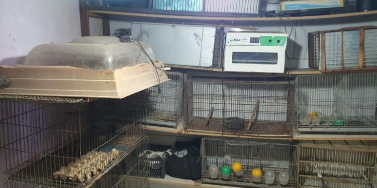 Espírito Santo: PF, IBAMA e BPMA combatem comércio ilegal de animais silvestres ameaçados de extinção