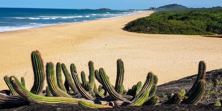 Guarapari: Parque Estadual Paulo César Vinha realiza ação de limpeza das praias na sexta (27)