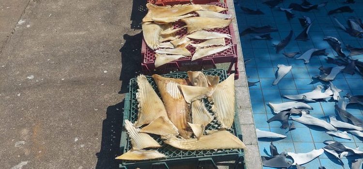 Piúma: Meia tonelada de barbatanas de tubarão é apreendida pelo Ibama