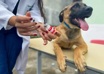 Guarapari: “Dia D” de vacinação contra a raiva em cães e gatos neste sábado (28)
