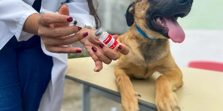 Guarapari: “Dia D” de vacinação contra a raiva em cães e gatos neste sábado (28)