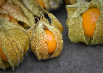 Agro: Quatro frutas brasileiras entram para a lista de ‘as 100 melhores do mundo’