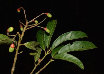 Espírito Santo: Nova espécie de árvore é descoberta no Monumento Natural Serra das Torres
