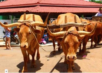 Alfredo Chaves: Desfile de carro de boi realiza viagem no tempo pelas ruas da cidade