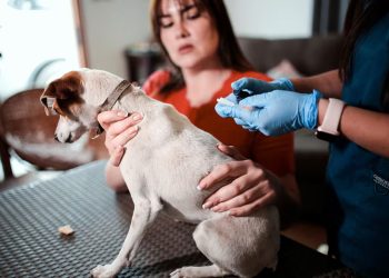 Chile: Cientistas desenvolvem vacina reversível para castração de cães