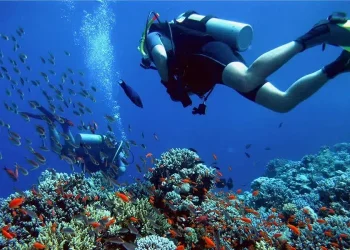 Turismo: Projeto de Lei concede a Guarapari o título de Capital Estadual da Biodiversidade Marítima