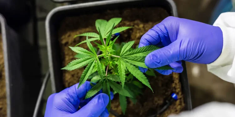 Saúde: STJ autoriza cultivo de cannabis para fins medicinais