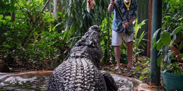 Cassius: O maior crocodilo cativo do mundo morre na Austrália