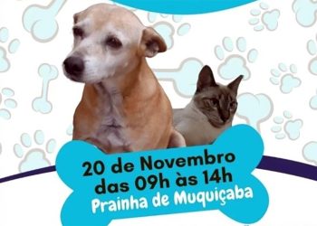 Guarapari: Prefeitura promove feira de adoção de cães e gatos nesta quarta (20)