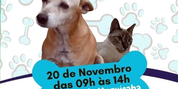 Guarapari: Prefeitura promove feira de adoção de cães e gatos nesta quarta (20)