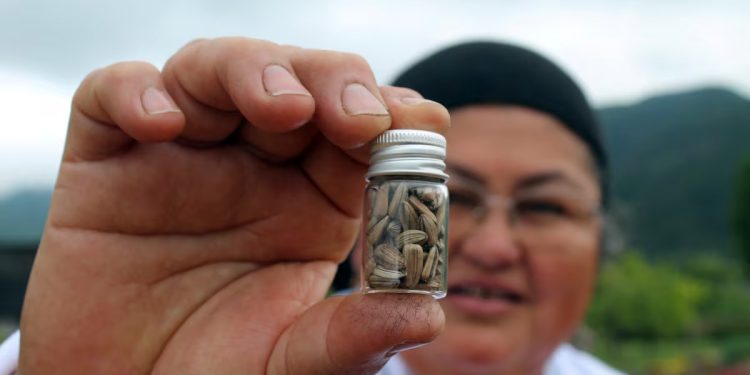 Chile: ‘Guardiões das sementes’ cultivam e protegem variedades de alimentos esquecidas