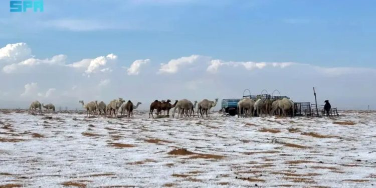 Arábia Saudita: Deserto registra neve pela primeira vez na história
