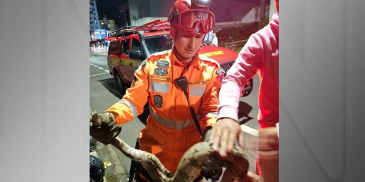 Uberlândia: Jiboia de 1,4 m é capturada por bombeiros no meio da rua