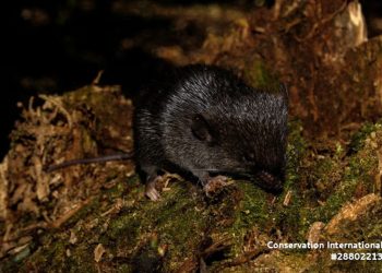 Amazônia peruana: ‘Camundongo anfíbio’ entre 27 novas espécies descobertas