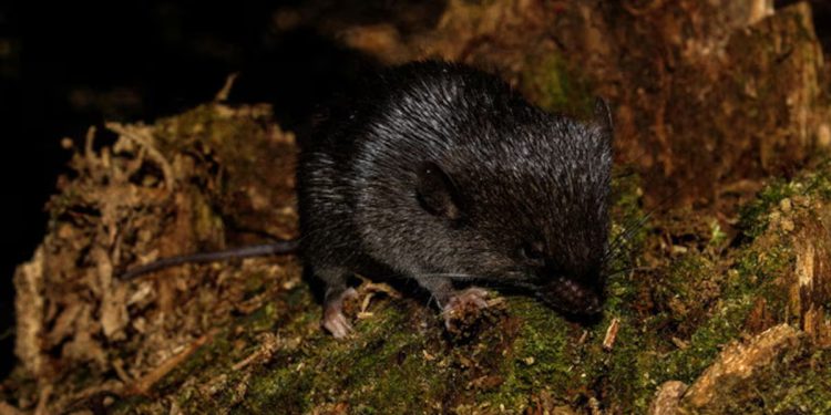 Amazônia peruana: ‘Camundongo anfíbio’ entre 27 novas espécies descobertas