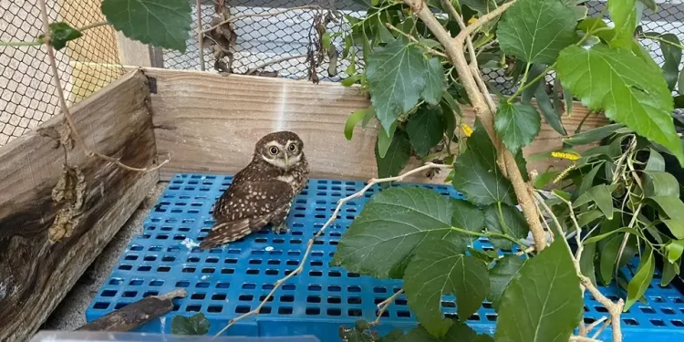Espírito Santo: Coruja-buraqueira está disponível para adoção por Guardião de Fauna