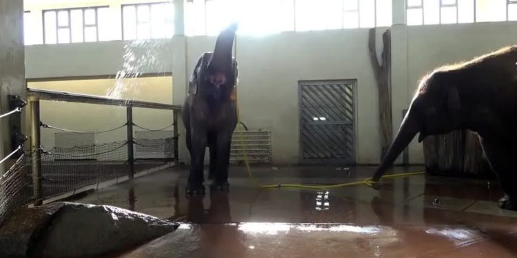 Alemanha: Elefanta Mary impressiona cientistas ao usar mangueira para tomar banho