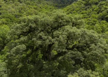 Brasil: Reflorestamento em áreas privadas ajuda a preservar Mata Atlântica