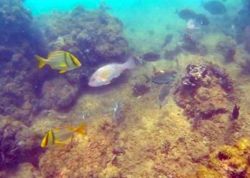 Espírito Santo: Veículo operado remotamente é usado para monitoramento de peixes recifais