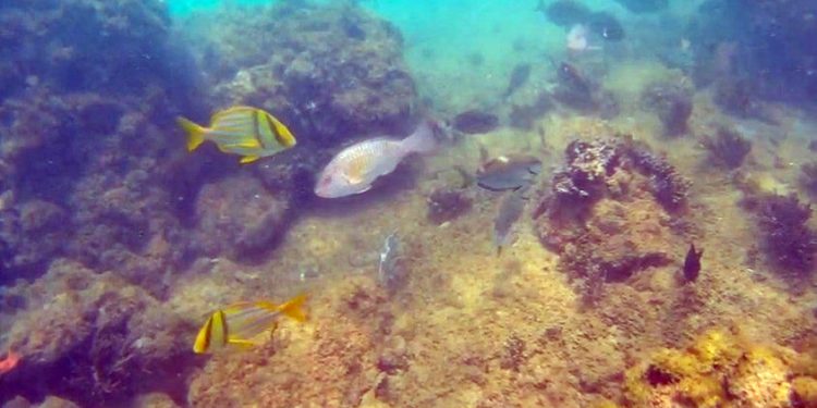 Espírito Santo: Veículo operado remotamente é usado para monitoramento de peixes recifais