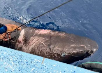 Pesquisa: Genoma de tubarão que vive até 500 anos pode revelar segredos da longevidade