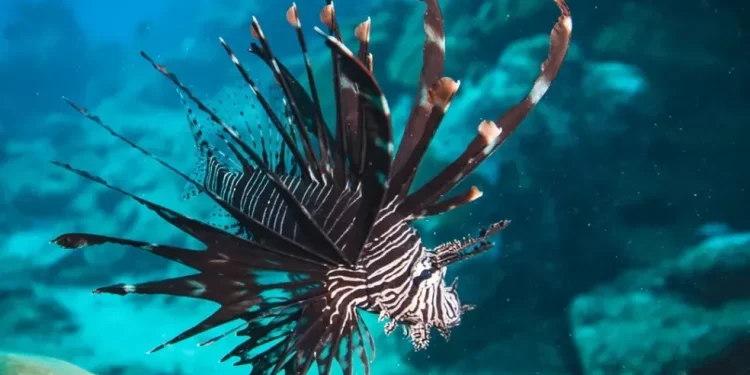 Fernando de Noronha: Mergulhadores capturam 140 peixes-leão em ação recorde contra espécie invasora e venenosa