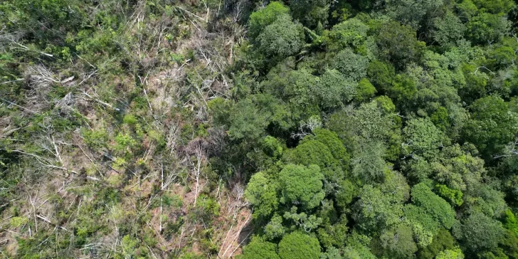 Davos: Investidor do mercado de carbono anuncia plano de proteção da Amazônia de US$ 1,5 bilhão