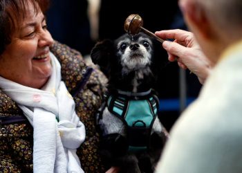 Espanha: Igreja de Madri abençoa animais de estimação com água benta